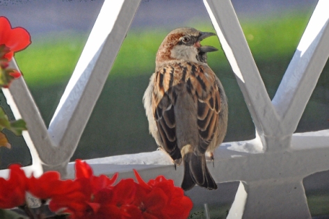 http://commons.wikimedia.org/wiki/File:Little_bird_singing.jpg