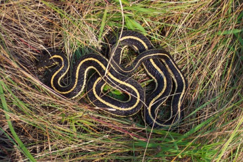 http://www.publicdomainpictures.net/view-image.php?image=8001&picture=snake-in-the-grass