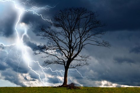 http://www.publicdomainpictures.net/view-image.php?image=33514&picture=tree-and-storm-2